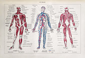19th century illustration about the human body