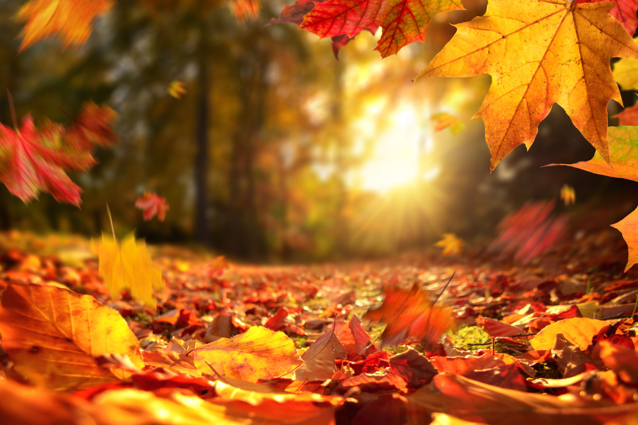 fall season