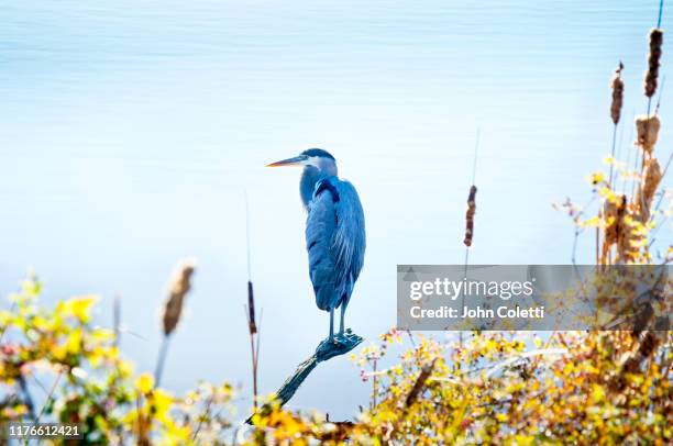 great blue heron, coastal wetlands, myrtle beach, south carolina - myrtle beach foto e immagini stock