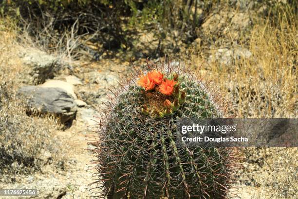 barrel cactus (echinocactus grusonii) - grusonii stock pictures, royalty-free photos & images