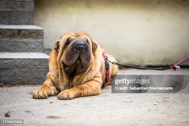 Sharpopy 1,515 Sharpay Dogs Stock Photos, High-Res Pictures, and Images - Getty ...