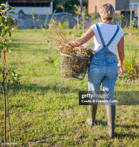 woman carrying an iron basket and gardening - jeans latzhose frau stock-fotos und bilder
