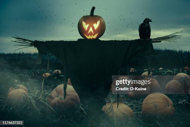 gruseliges kürbisfeld - scarecrow stock-fotos und bilder
