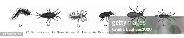 scolopendra, book worm, louse, flea, ground beetle, earwig,, classification of animal species engraving antique illustration, published 1851 - fles stock illustrations