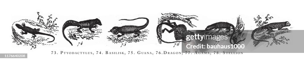 Ptyodactylus, Basilisk, Guana, Dragon, Agama, Stellion, Classification of Animal Species Engraving Antique Illustration, Published 1851