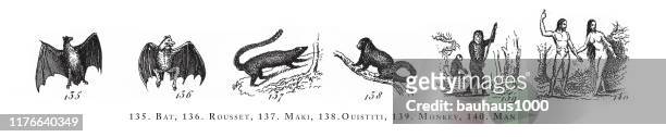 stockillustraties, clipart, cartoons en iconen met bat, rousset, maki, ouistiti, monkey man, classificatie van diersoorten gravure antieke illustratie, gepubliceerd 1851 - sea urchin