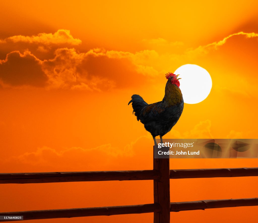 Crowing Rooster Crowing At Sunrise High-Res Stock Photo - Getty Images