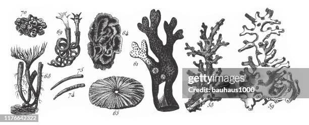 serpula glomerata, representatives of the phyla porifera, coelenterata and mollusca engraving antique illustration, published 1851 - sea urchin stock illustrations