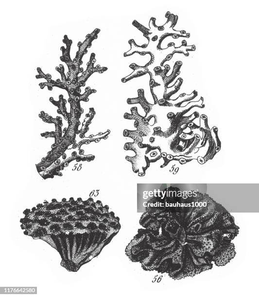 oculina virginea, vertreter der phyla porifera, coelenterata und mollusca gravur antike illustration, veröffentlicht 1851 - meeresboden stock-grafiken, -clipart, -cartoons und -symbole