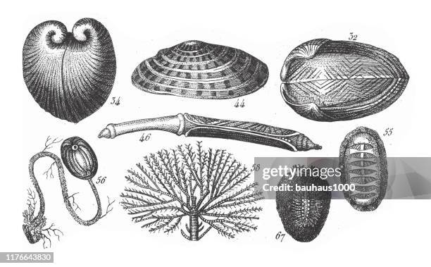 Shell Isocardia Corallina Photos and Premium High Res Pictures - Getty Images