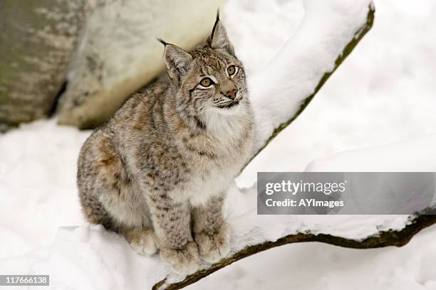 eurasian lynx - eurasian lynx stock pictures, royalty-free photos & images