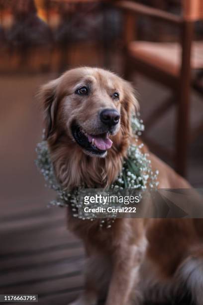 perro golden retriever en una corona de flores - ring bearer fotografías e imágenes de stock