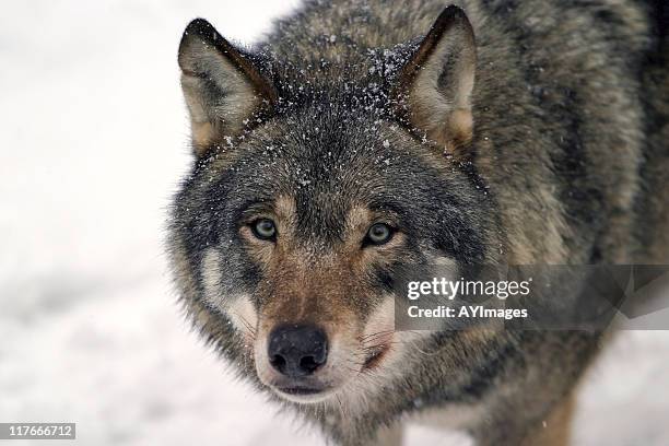 gray wolf (canis lupus) - lobo 個照片及圖片檔