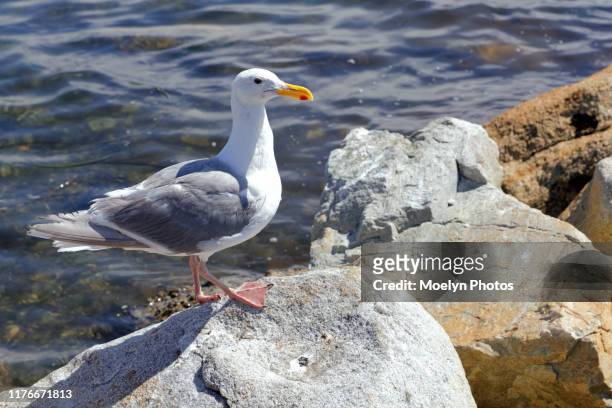 glaucous-winged gull standing on rock - glaucos photos et images de collection