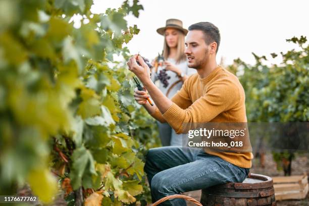 young man and woman picking up grapes - vintner stock pictures, royalty-free photos & images