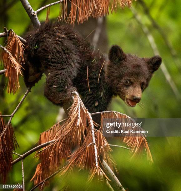 cucciolo di orso nero - bear cub foto e immagini stock