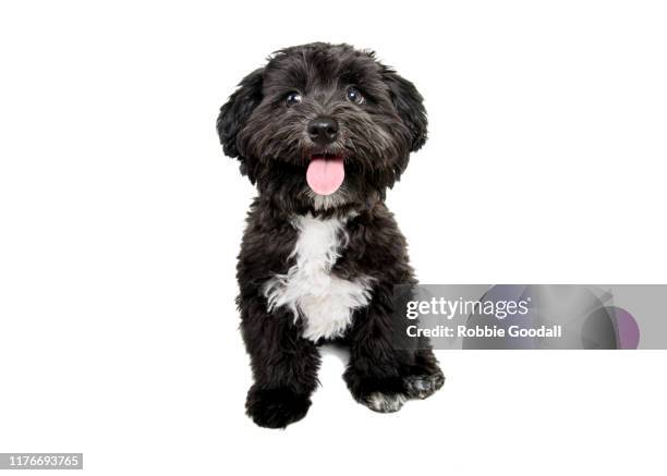 black and white maltese x poodle puppy looking at the camera on a white background - malteser stock-fotos und bilder