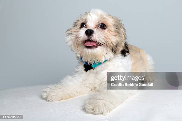 maltese x shih tzu puppy looking at the camera - maltese dog fotografías e imágenes de stock