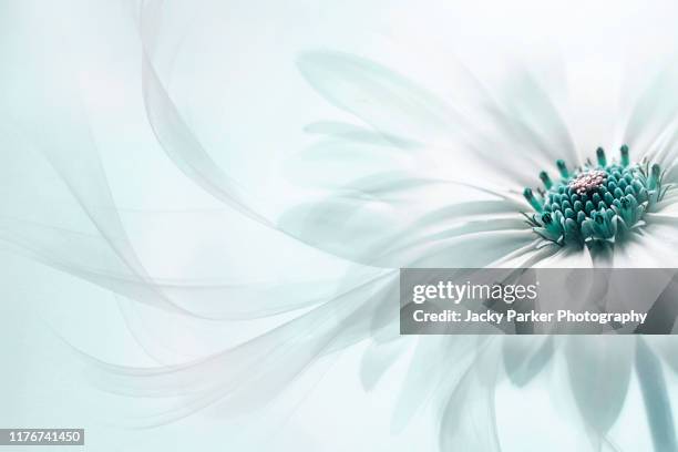 close-up, creative image of the beautiful summer flowering osteospermum barberiae white flower also known as the cape daisy with floating petals - purity foto e immagini stock