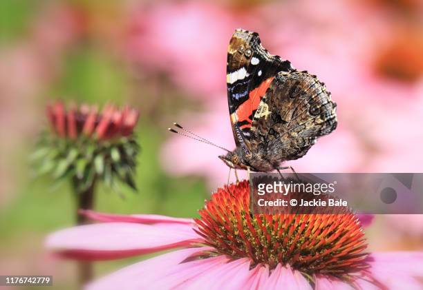red admiral on echinacea purpurea - atalanta stockfoto's en -beelden