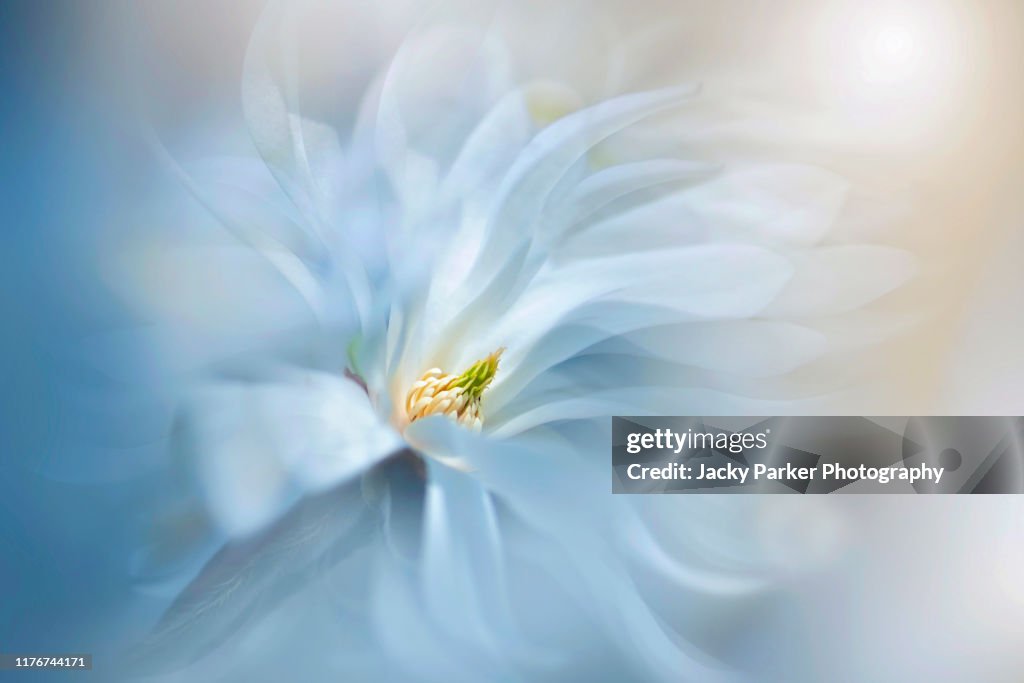 Close-up, creative image of the beautiful spring flowering, white Magnolia stellata flower with floating petals