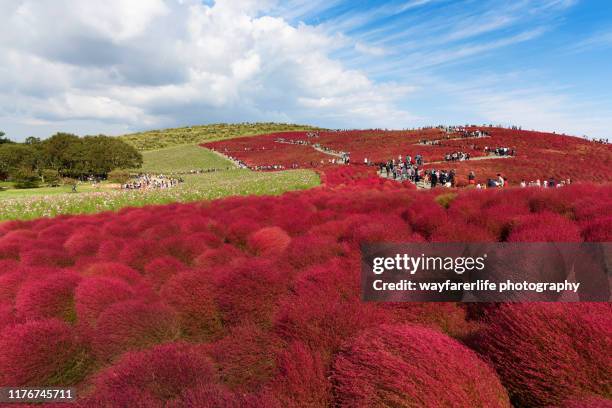 red kochia scoparia field against blue sky - hitachi ibaraki stock pictures, royalty-free photos & images