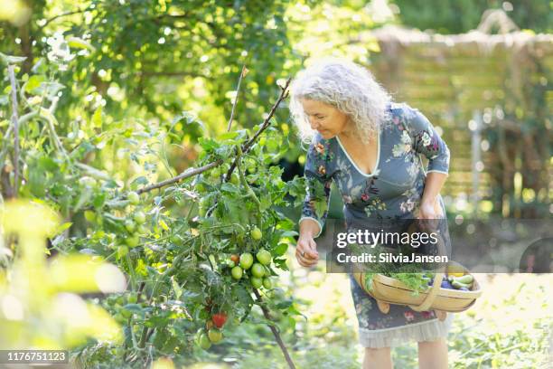 seniorin erntet gemüse in ihrem garten - frau und garten und gemüse stock-fotos und bilder