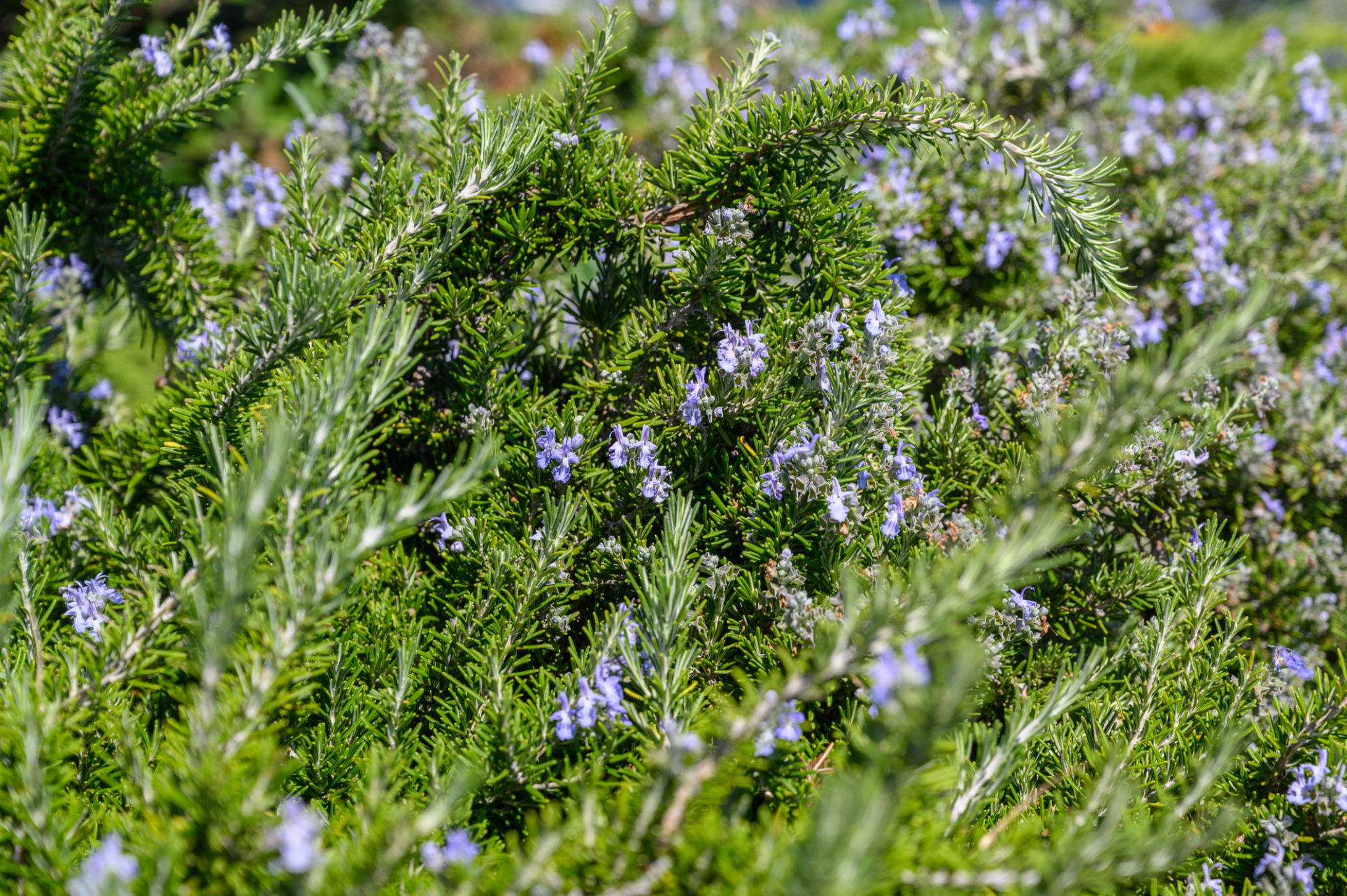 Rosemary bush with blue flowers close-up selective focus Rosemary bush with blue flowers close-up selective focus