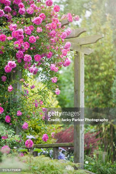 beautiful summer, pink, climbing roses over a wooden rustic garden archway with soft sunshine - pergola fotografías e imágenes de stock