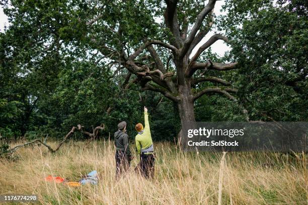 tree surgeon pointing at tree and discussing with colleague - forestry worker stock pictures, royalty-free photos & images