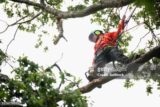 low angle view of tree surgeon standing on branch with chainsaw - machine guarding stock pictures, royalty-free photos & images