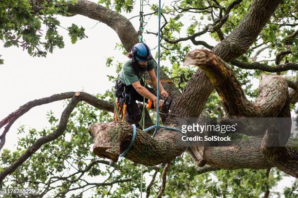 チェーンソーを使用してロープで縛られた木の枝をカットする木の外科医 - 林業機械 ストックフォトと画像