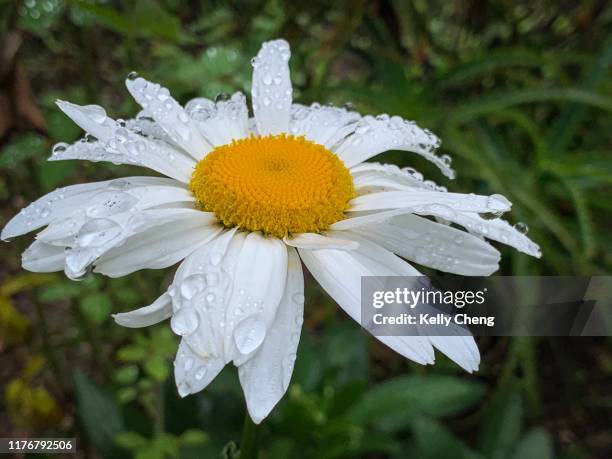 anthemideae - leucanthemum maximum foto e immagini stock