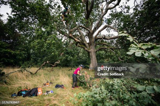 tree surgeons working on large sessile oak and clearing branches - tree removal stock pictures, royalty-free photos & images