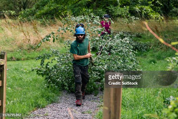 tree surgeon dragging large branch with leaves along path - ground staff stock pictures, royalty-free photos & images