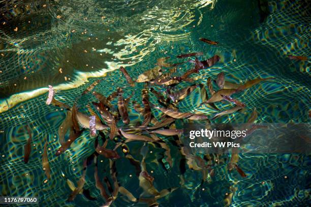 Underwater cage with cultured forktail rabbitfishes. Siganus argenteus. Pohnpei. Federated States of Micronesia.