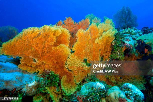 Fan coral. Subergorgia sp. Namu atoll. Marshall Islands .
