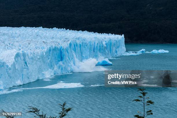 Ice calves off the jagged face of Perito Moreno Glacier and splashes into Lago Argentino in Los Glaciares National Park near El Calafate. Argentina....