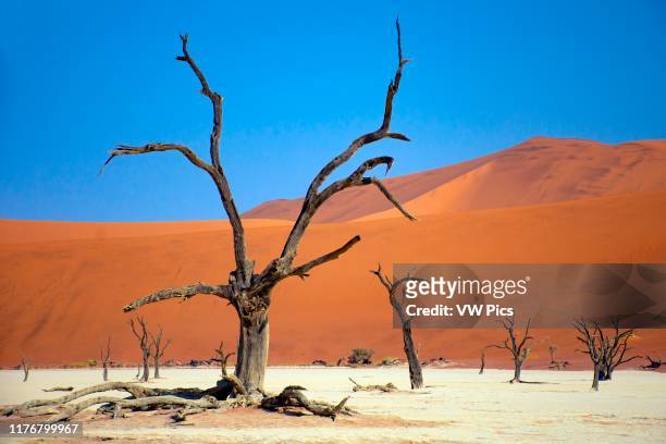 Orange dunes and dead trees at Deadvlei. Sossusvlei area. Namib-Naukluft National Park. Sesriem. Namibia.