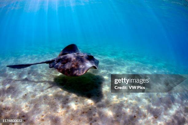 Cowtail stingray. Pastinachus sephen. Swims in shallow waters off Shark Bay. Heron Island. Great Barrier Reef. Queensland. Australia.