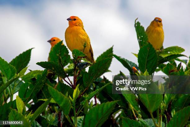 Male saffron finches. Sicalis flaveola. Venda Nova do Imigrante. Espirito Santo. Brazil.