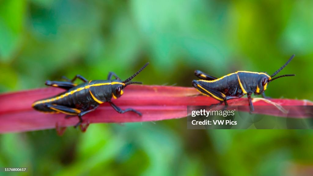 Nymph stage of lubber grasshoppers. Romalea microptera. on a leaf. Everglades National Park. Florida. USA