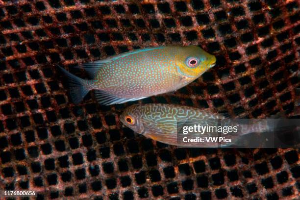 Underwater cage with cultured forktail rabbitfish. Siganus argenteus. And Randall's rabbitfish. Siganus randalli. Pohnpei. Federated States of...