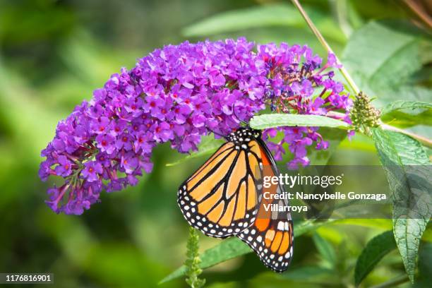 vibrant purple buddleia flower with a monarch butterfly - butterfly bush stock pictures, royalty-free photos & images