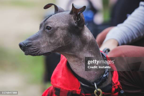 62 fotos e imágenes de Xoloitzcuintle - Getty Images 62 fotos e imágenes de Xoloitzcuintle - Getty Images
