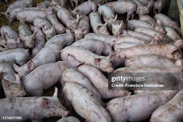 many piglets in a farm of montclar, catalonia. - hog farm stock pictures, royalty-free photos & images