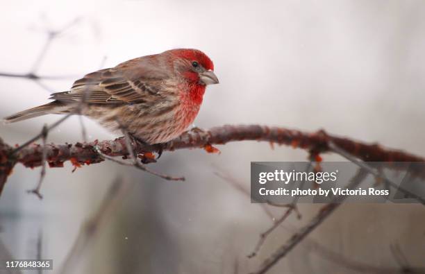 redpoll on branch - finch stock pictures, royalty-free photos & images