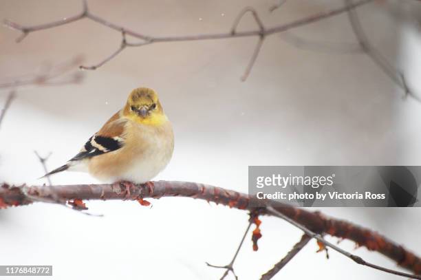 american goldfinch - american goldfinch fotografías e imágenes de stock