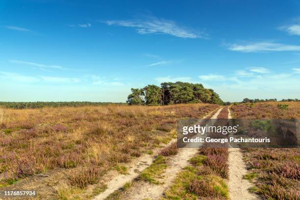 dirt road in the nature - gelderland bildbanksfoton och bilder