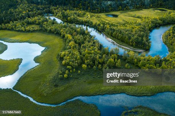 swamp, river and trees seen from above - vass gräsfamiljen bildbanksfoton och bilder